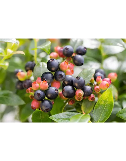 Heidelbeere Vaccinium 'Berry Bux'