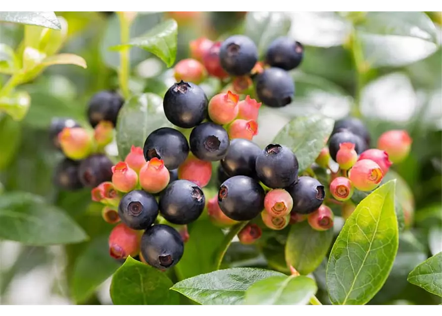 Heidelbeere Vaccinium 'Berry Bux'