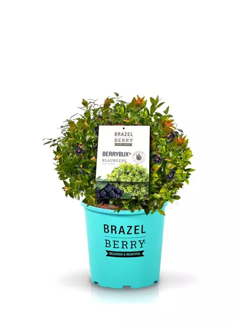 Heidelbeere Vaccinium 'Berry Bux'