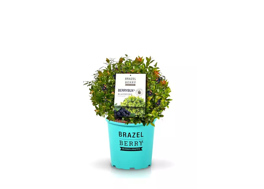 Heidelbeere Vaccinium 'Berry Bux'