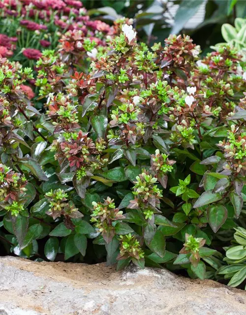 Abelia
