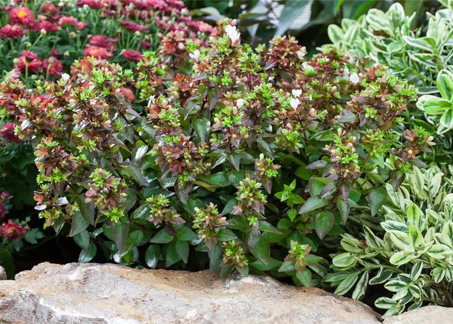 Abelia