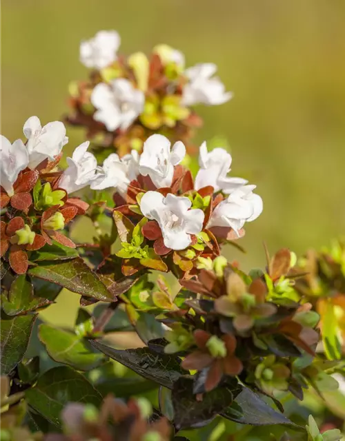 Abelia