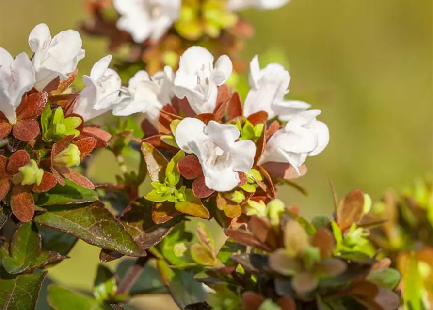 Abelia