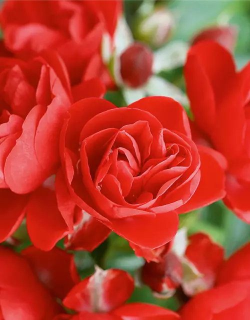 Bodendecker-Rose 'Sorrento'® rot
