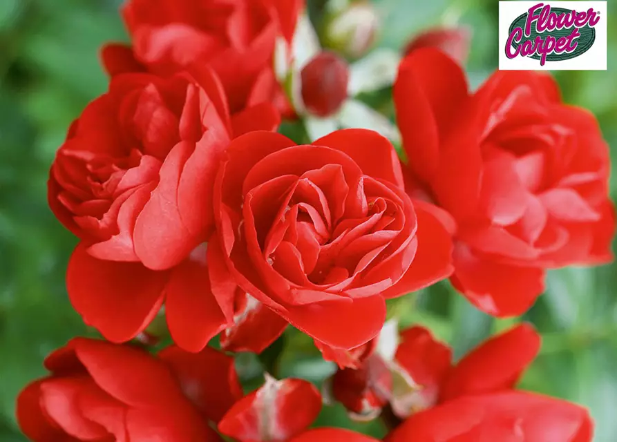 Bodendecker-Rose 'Sorrento'® rot
