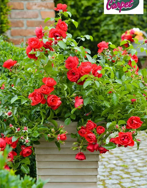 Bodendecker-Rose 'Sorrento'® rot