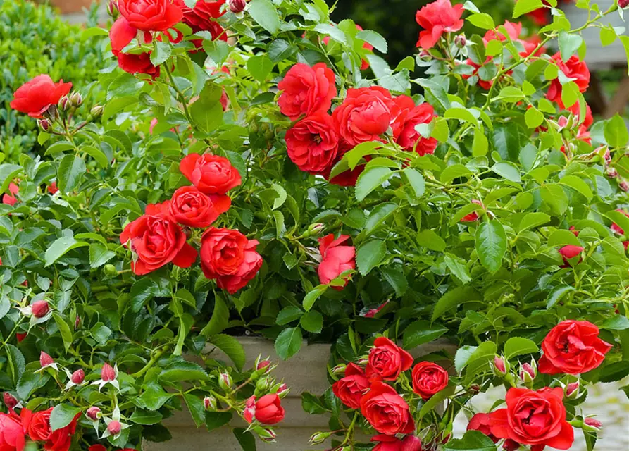 Bodendecker-Rose 'Sorrento'® rot