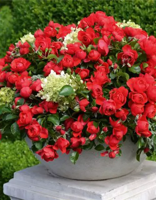 Bodendecker-Rose 'Sorrento'® rot