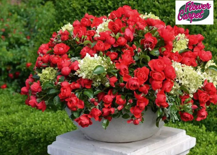Bodendecker-Rose 'Sorrento'® rot