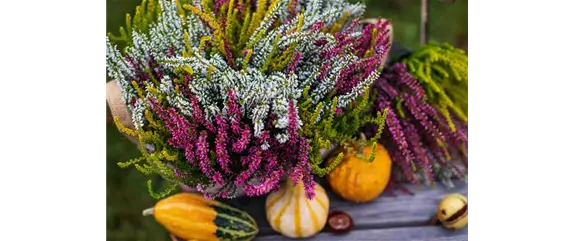 KNOSPENBLüHERHEIDE KNOSPENBLüHERHEIDE