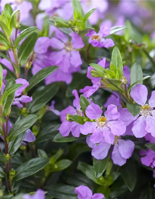 Japanische Scheinmyrthe