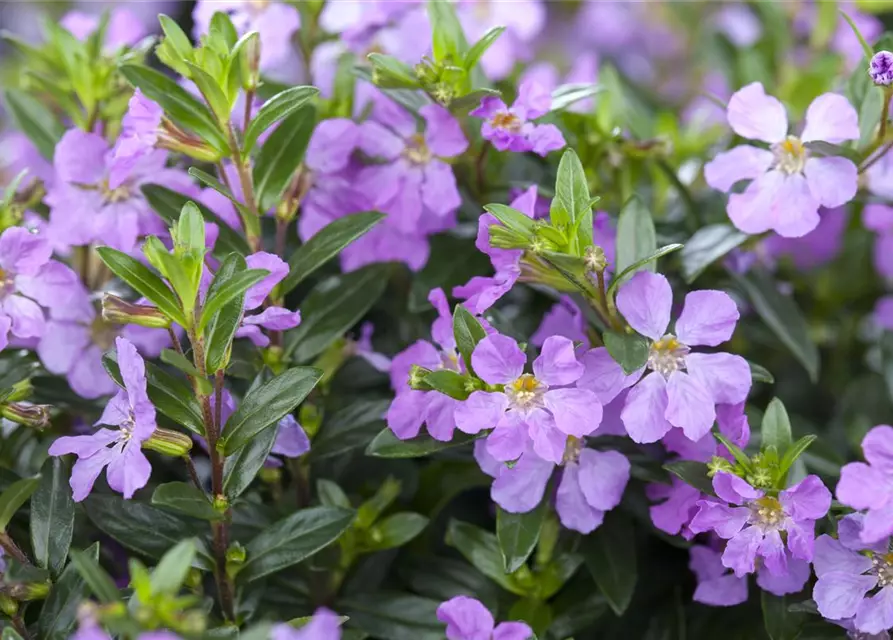 Japanische Scheinmyrthe