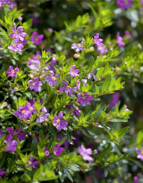 Japanische Scheinmyrthe