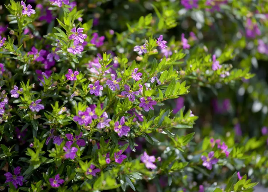 Japanische Scheinmyrthe