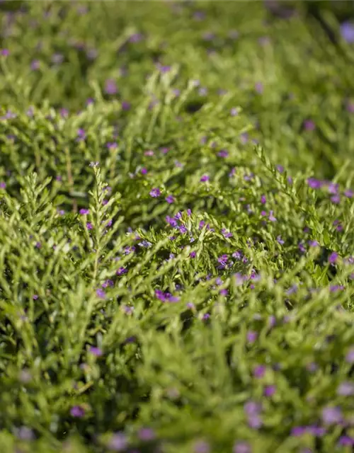 Japanische Scheinmyrthe