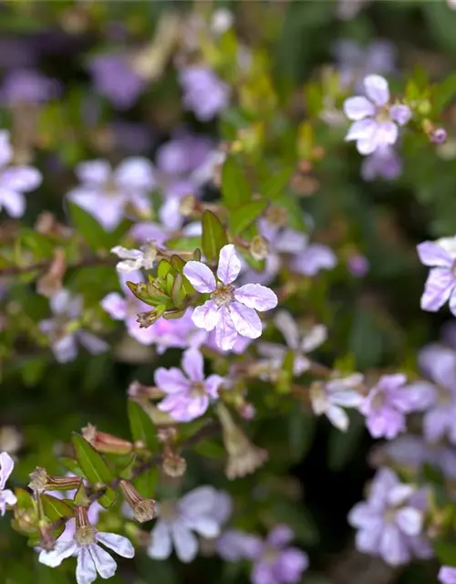 Japanische Scheinmyrthe