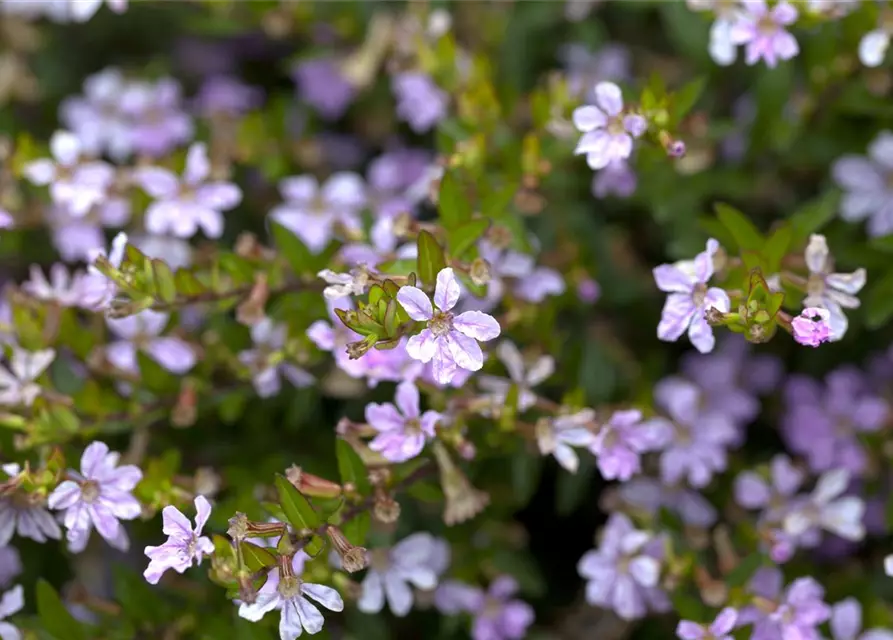 Japanische Scheinmyrthe