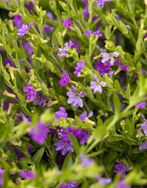 Japanische Scheinmyrthe