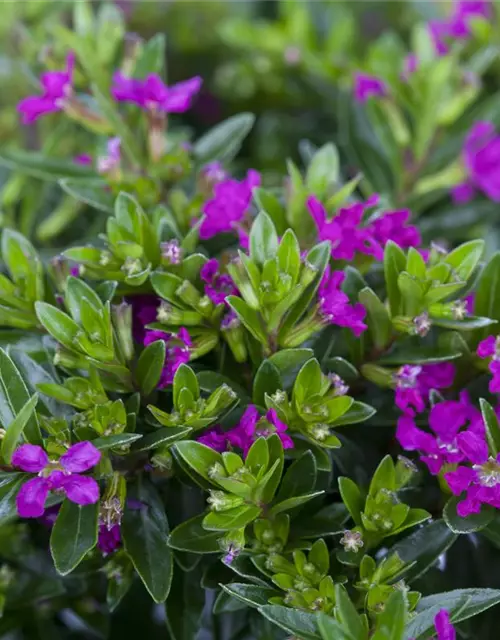 Japanische Scheinmyrthe