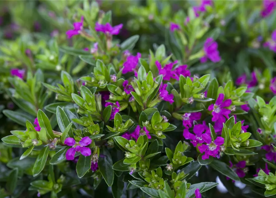 Japanische Scheinmyrthe