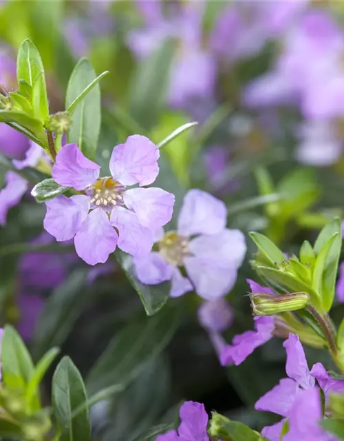 Japanische Scheinmyrthe