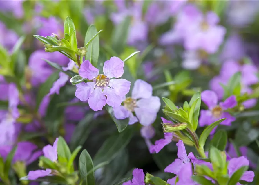 Japanische Scheinmyrthe