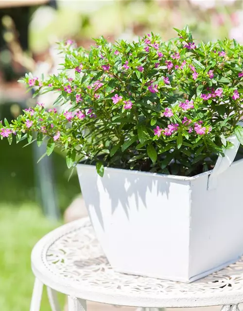 Japanische Scheinmyrthe