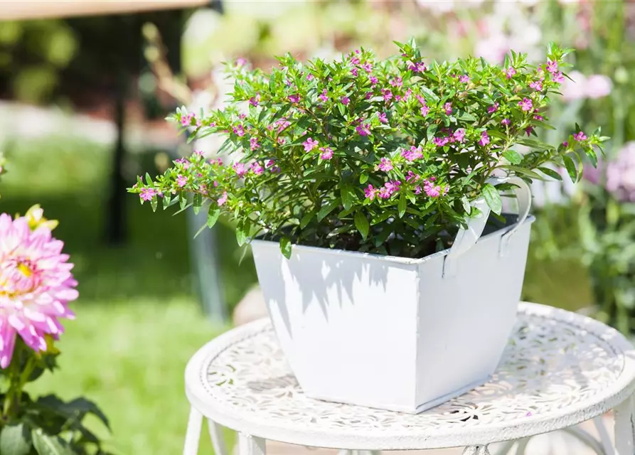 Japanische Scheinmyrthe