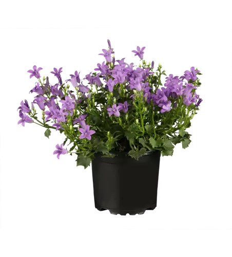 Glockenblume, 17 cm Topf