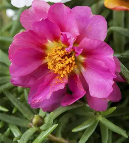 Portulaca grandiflora