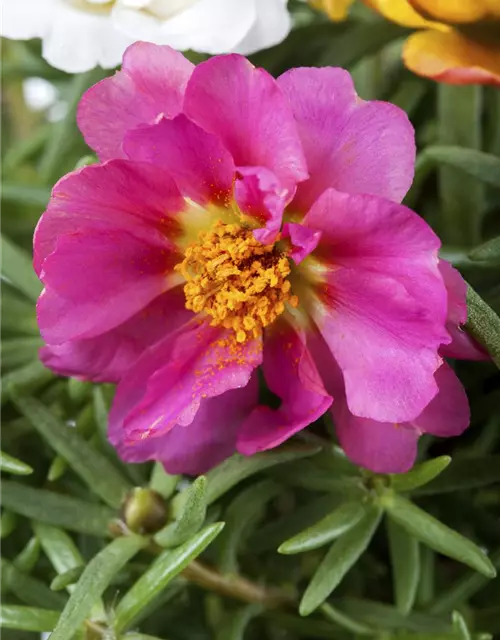 Portulakröschen, 13 cm Topf