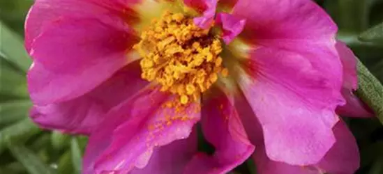 Portulaca grandiflora