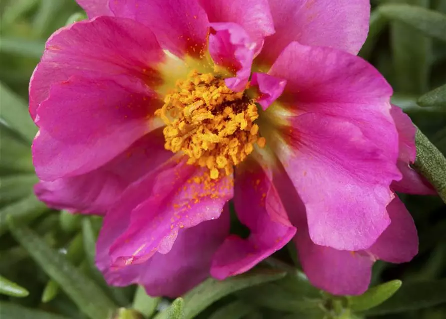 Portulakröschen, 13 cm Topf