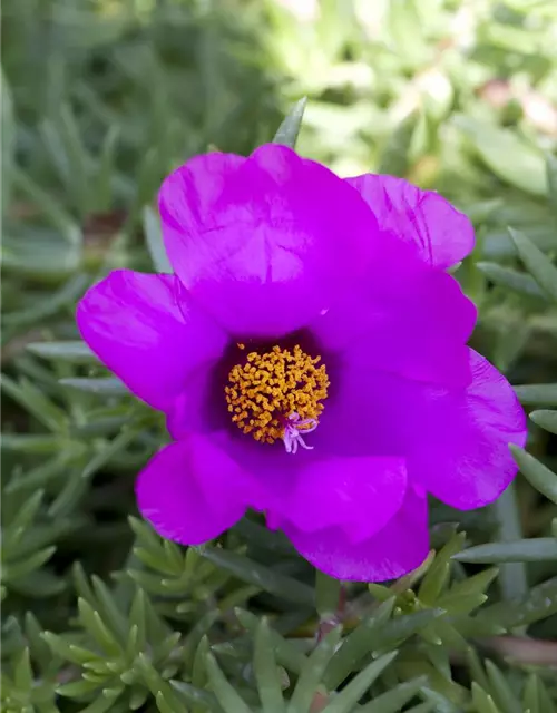 Portulakröschen, 13 cm Topf