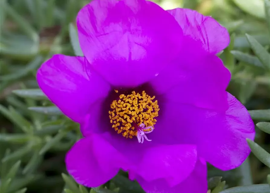 Portulakröschen, 13 cm Topf