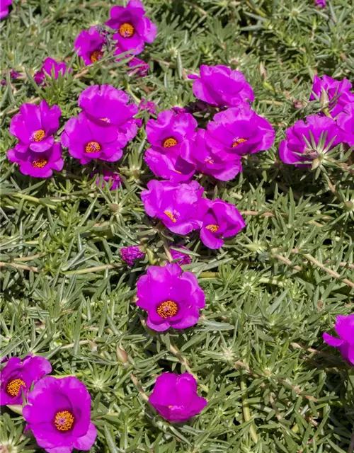 Portulakröschen, 13 cm Topf