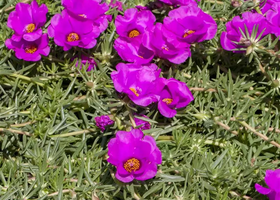 Portulakröschen, 13 cm Topf