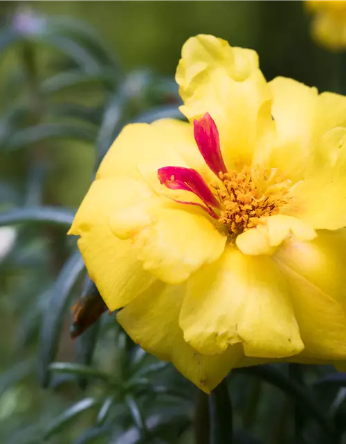 Portulakröschen, 13 cm Topf