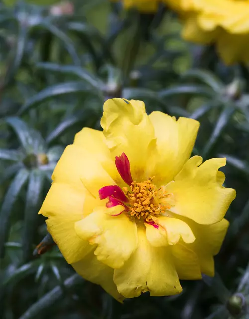 Portulakröschen, 13 cm Topf