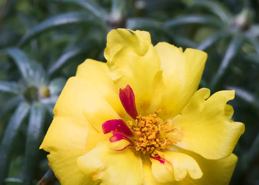 Portulakröschen, 13 cm Topf
