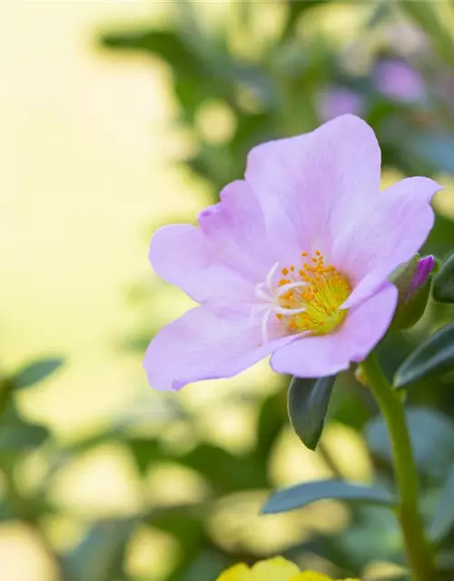 Portulakröschen, 13 cm Topf