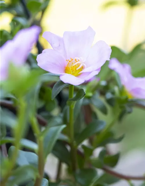 Portulakröschen, 13 cm Topf