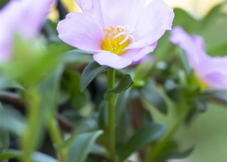 Portulakröschen, 13 cm Topf