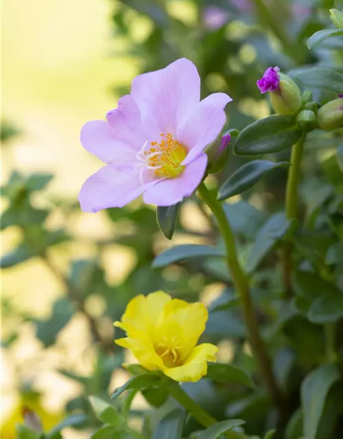 Portulakröschen, 13 cm Topf