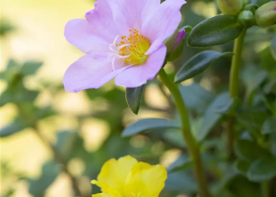 Portulakröschen, 13 cm Topf