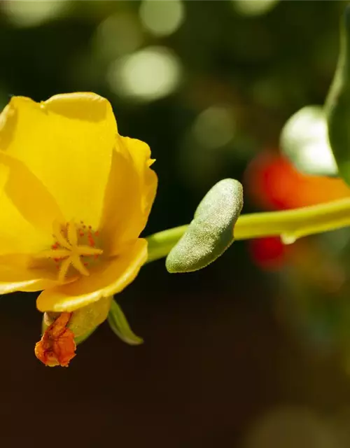 Portulakröschen, 13 cm Topf