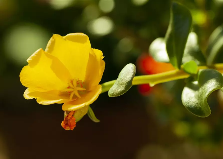 Portulakröschen, 13 cm Topf