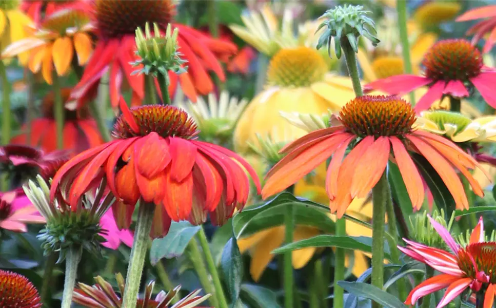 Kiefl's Top 3: - Sonnenstauden