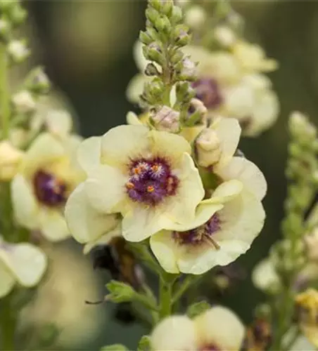 Verschiedene Stauden 3l Angebot